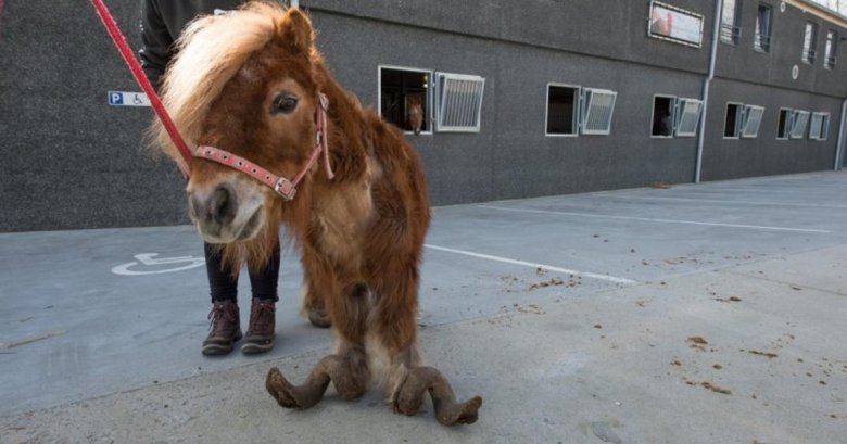 Неухоженная лошадь