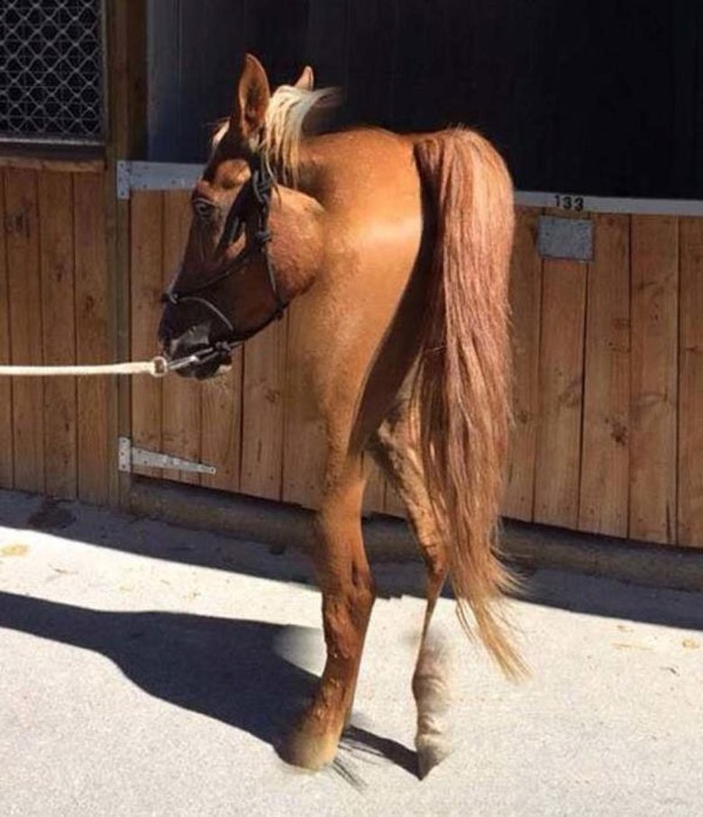 Смешной конь