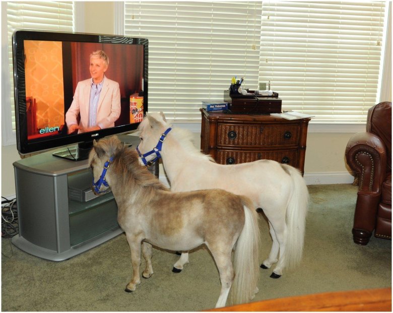 Пони фалабелла