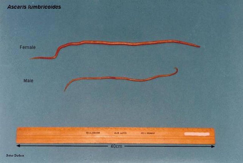 Длинный тонкий глист