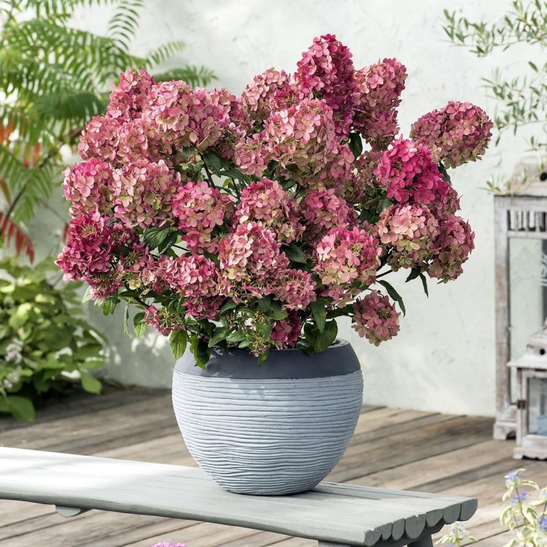 Гортензия метельчатая петит лантерн