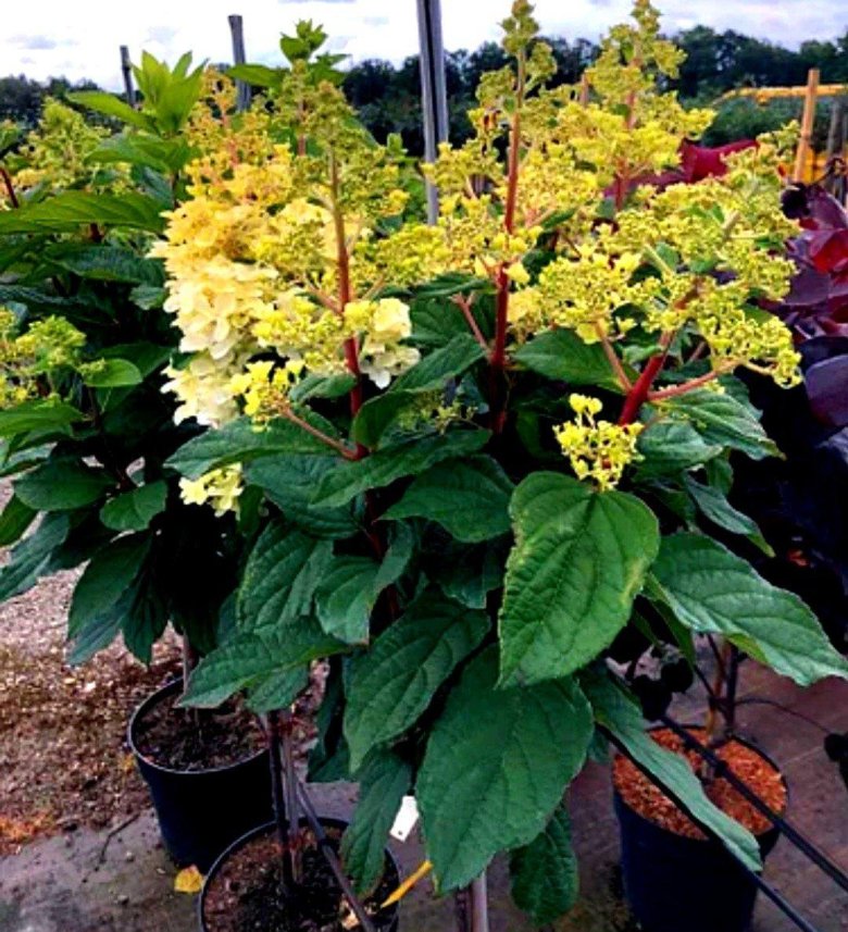 Гортензия петит лантерн