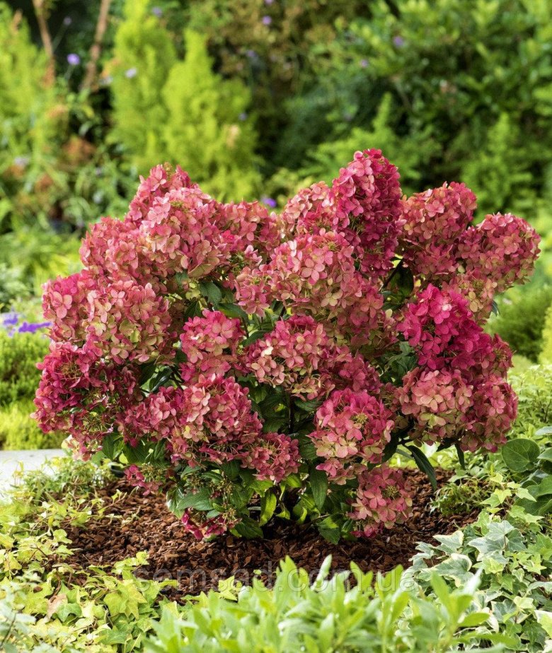 Гортензия метельчатая петит стар