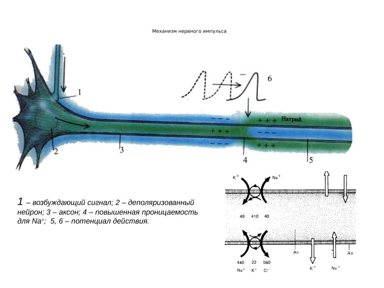 Передача нервного импульса