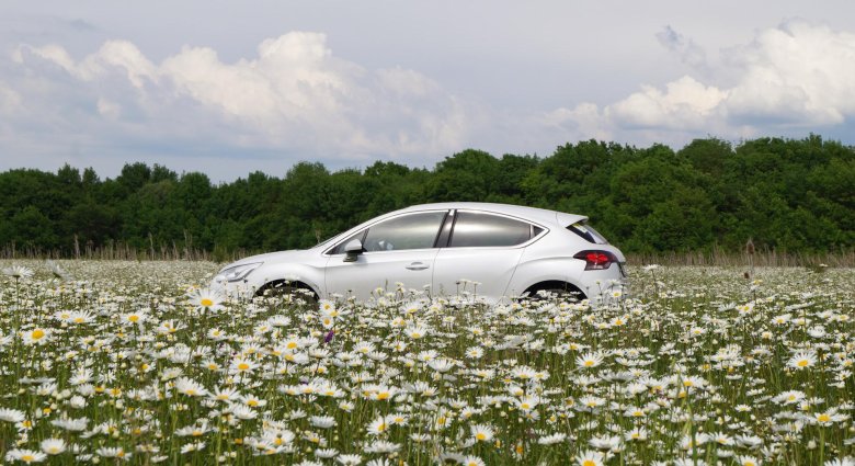 Поле ромашек
