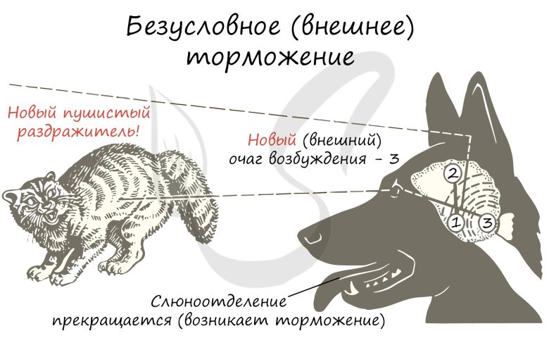 Торможение условных рефлексов схема