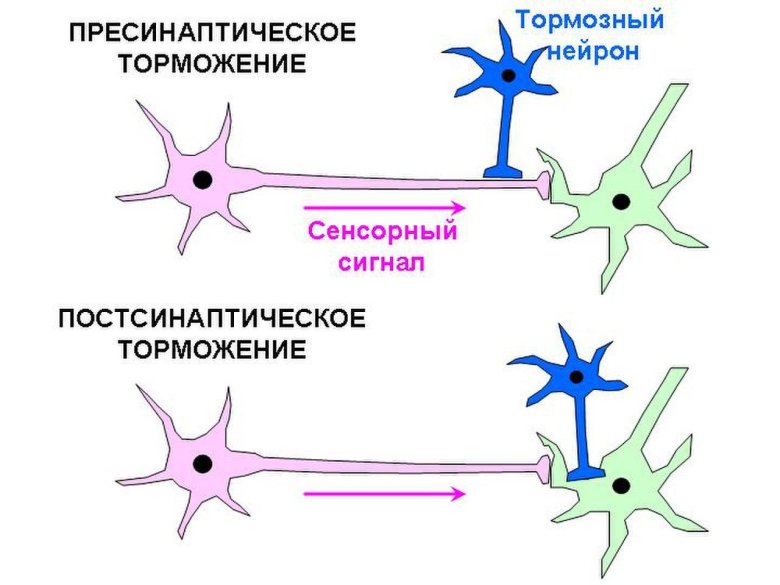 Поступательное постсинаптическое торможение
