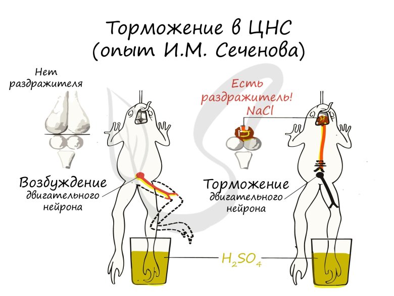 Опыт сеченова центральное торможение