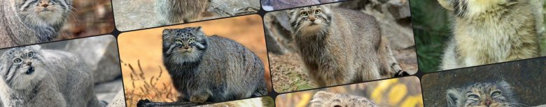 Сибирский дикий кот манул