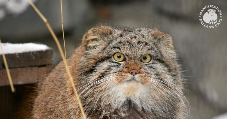 Манул тимофей из московского зоопарка