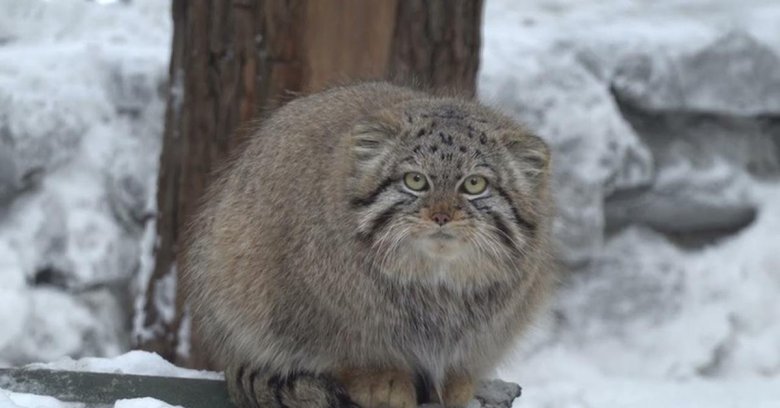 Манул новосибирский зоопарк