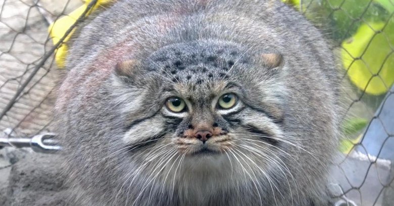 Камышовый кот манул