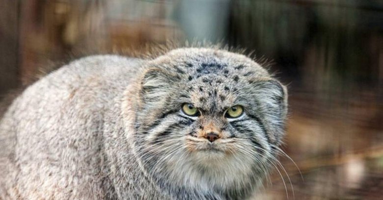 Степной кот манул