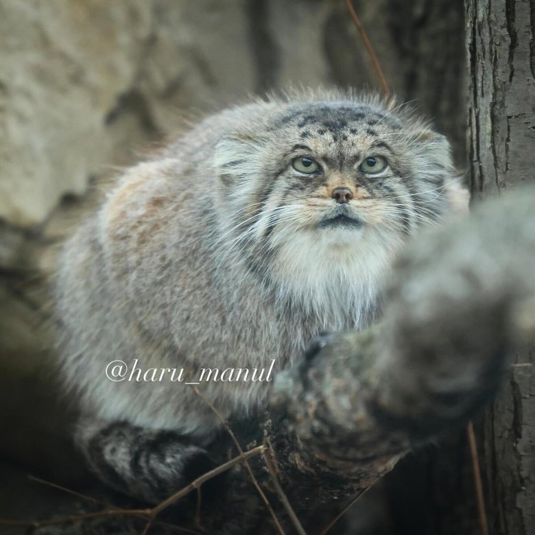 Кот манул в забайкалье