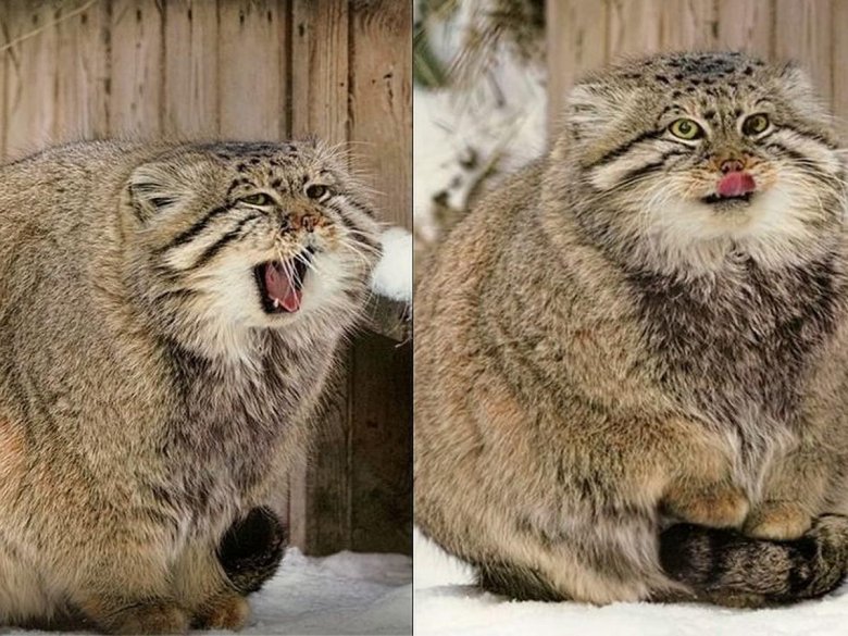 Манул новосибирск