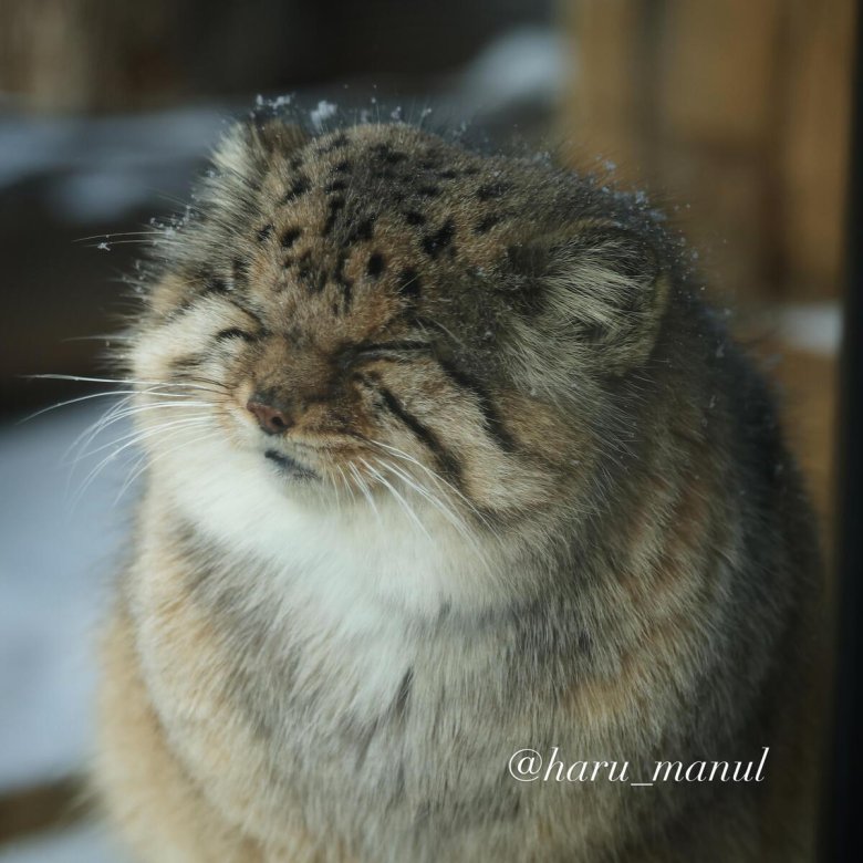 Дикий кот манул