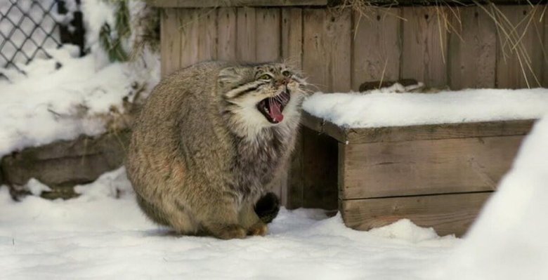 Манул лапки