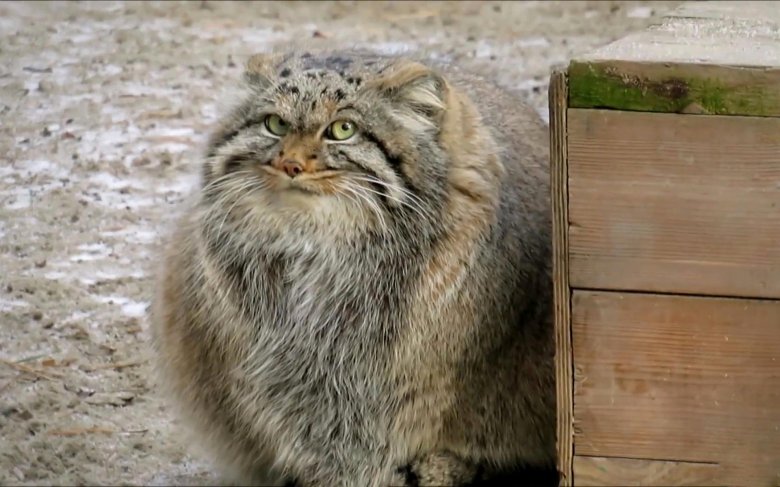 Степной манул