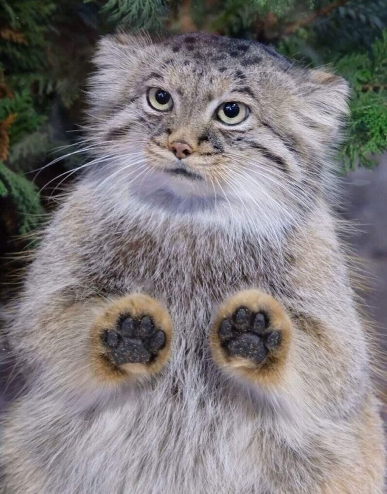 Котенок манул