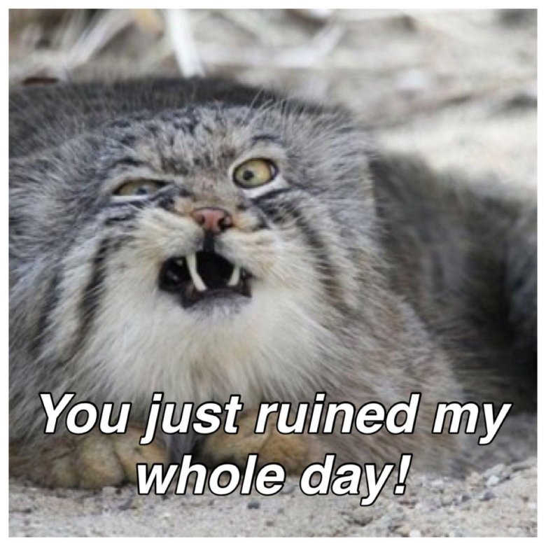 Животное манул