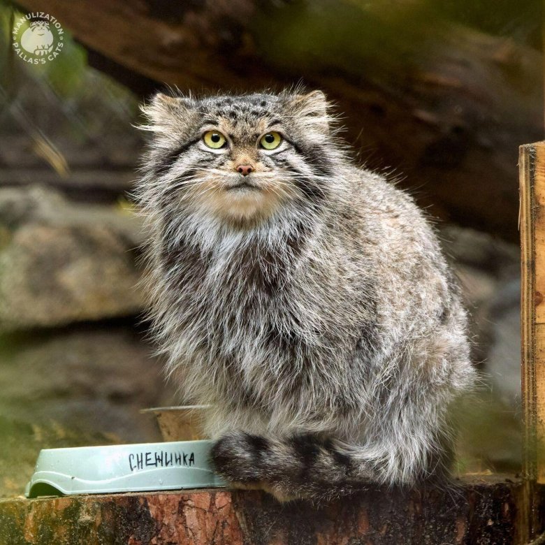 Лесной кот манул