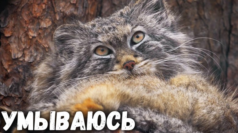 Манул тимофей зоопарк московский