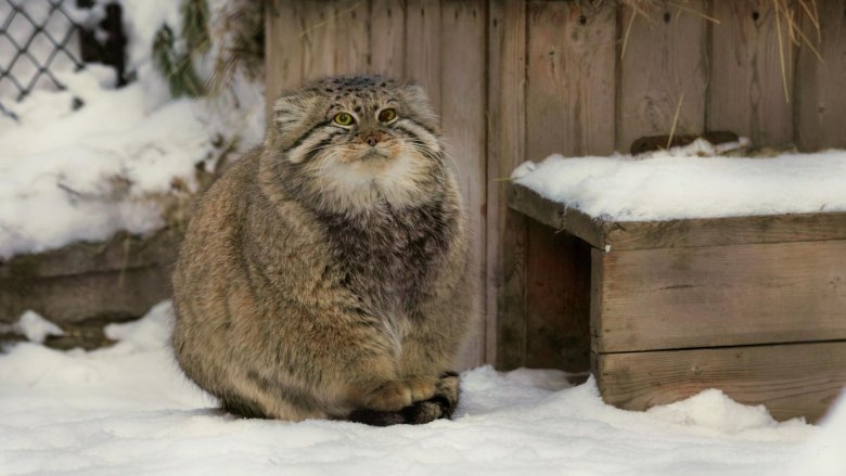 Сибирский дикий кот манул