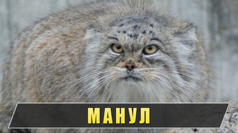 Степной кот манул