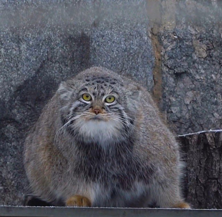 Манул тимофей зоопарк московский