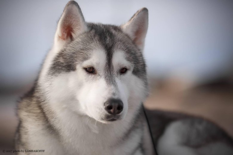 Сибирский хаски