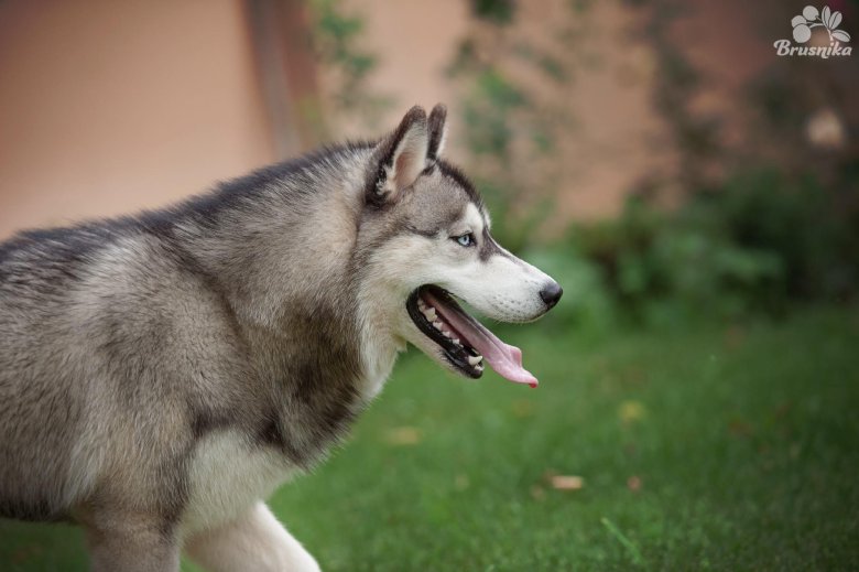 Чепрачный хаски