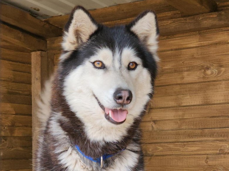 Хаски сторожевая собака