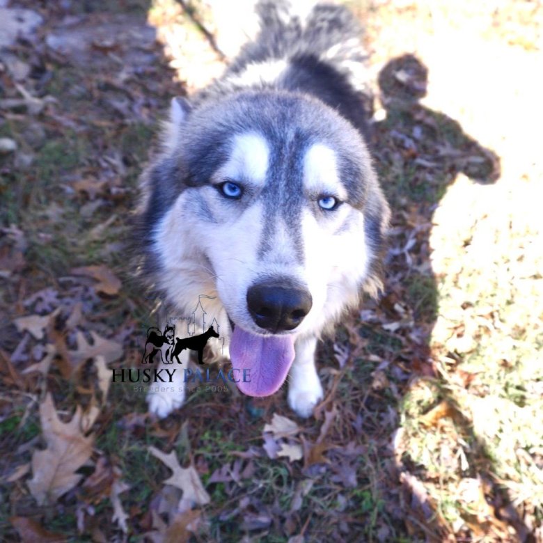 Западно сибирская хаски