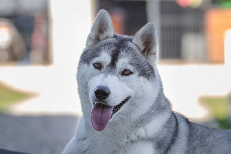 Сибирский хаски серый