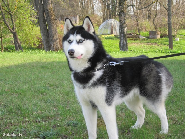 Сибирский хаски взрослый