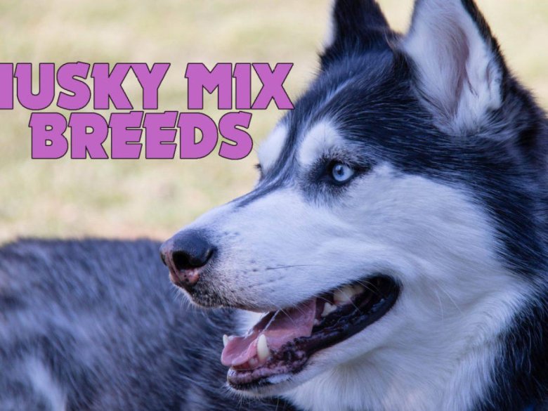 Маламут аляскинский и хаски отличия