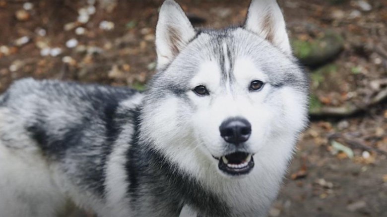 Собака сибирская хаски