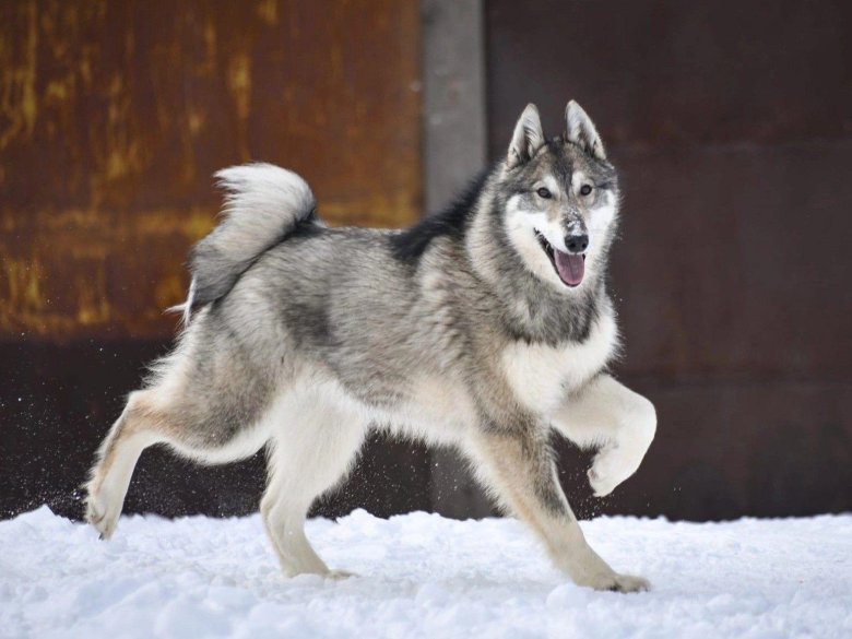 Западная сибирская лайка