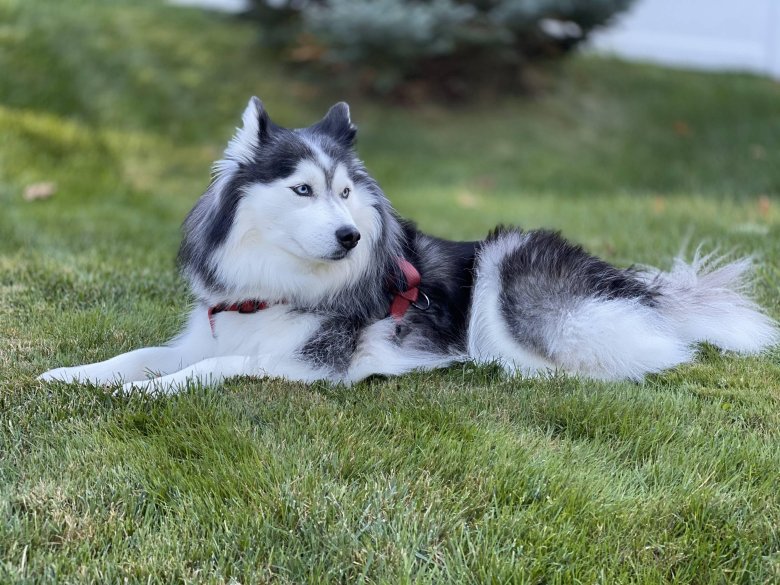 Маламут vs хаски