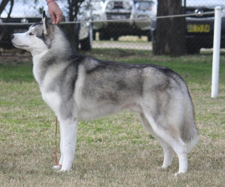 Стандарт сибирский хаски