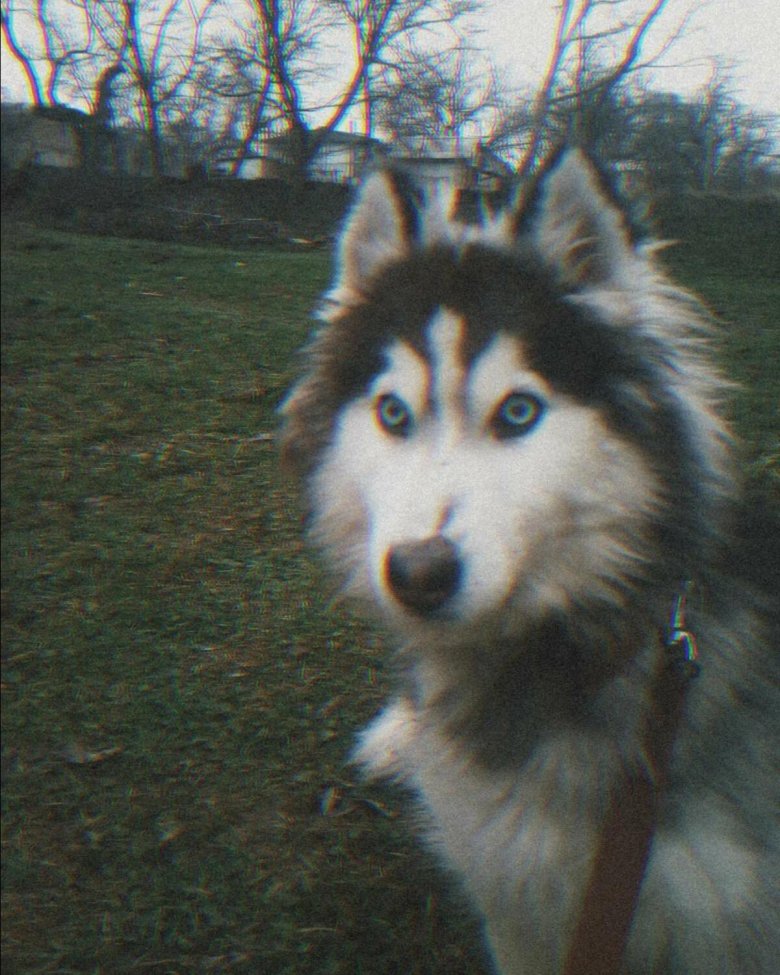 Хаски лайка маламут отличия