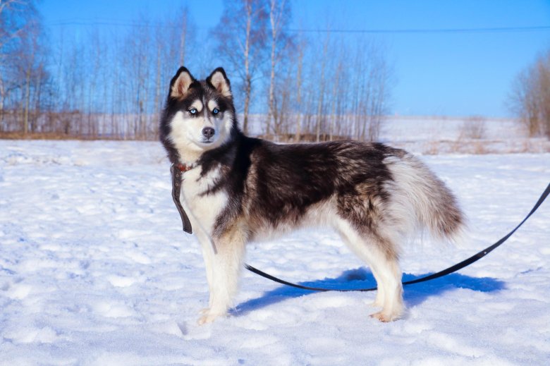 Чистокровная хаски