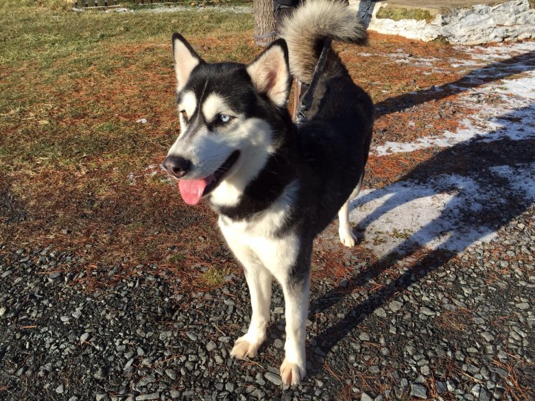 Хаска сибирская