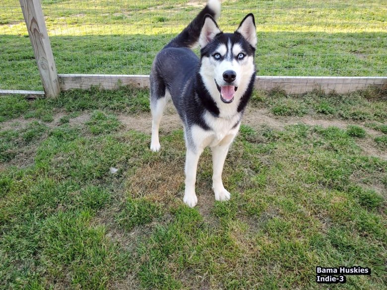 Порода хаски