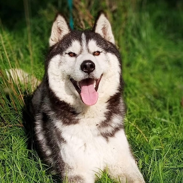 Сибирская хаска