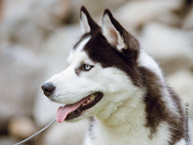 Сибирский хаски