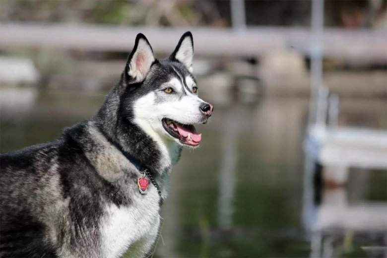 Собака сибирская хаски