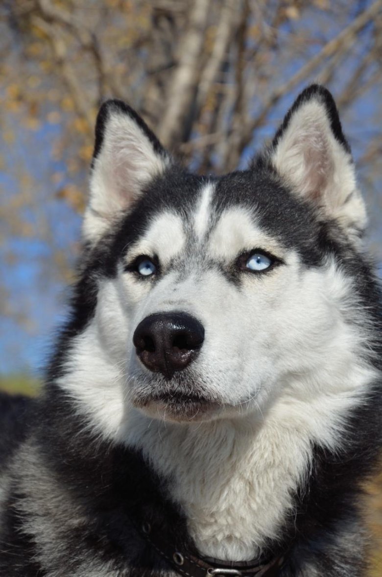 Сибирский хаски щенок голубоглазый