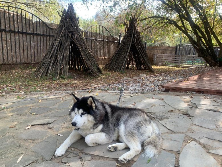 Аляскинский маламут