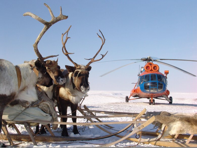 Оленеводство на чукотке